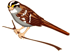 vogel