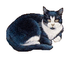Katje